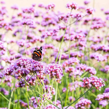 Purple Top Vervain or Purple Top Verbena Flower Seeds, 1725 Heirloom
